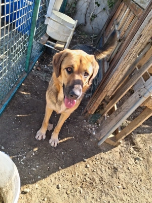 Zuhause oder Pflegestelle gesucht für Neela 