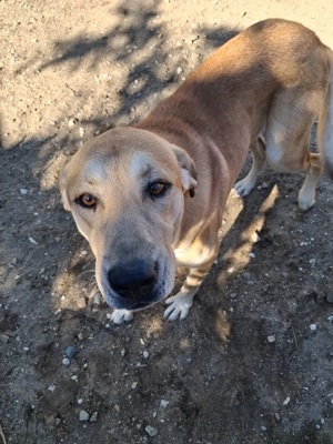 Zuhause oder Pflegestelle gesucht für Nino