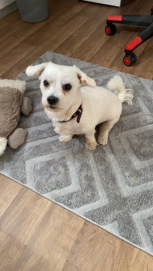 Wunderschöner reinrassiger malteser (Deckrüde)