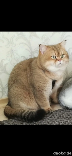 Bkh Kitten vom Züchter mit Stambaum Bild 5