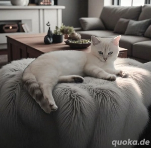 Deckkater BKH Silver Shaded