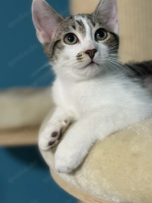 Vier kleine Chaosprofis suchen ihr Traumzuhause   immer zu zweit! 