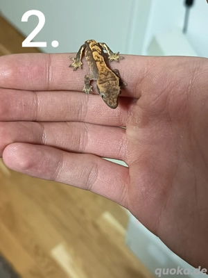 0.0.1 Correlophus ciliatus Kronengecko Jungtier abzugeben