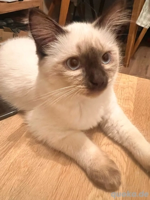 Siamm babykatze abzugeben