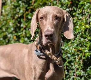 Fita,Weimaranerin - ihr Besitzer wollte die junge.liebenswerte Hündin einschläfern lassen.