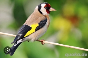 ich suche nach stieglitze