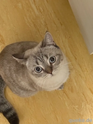   Zu verkaufen   zur Adoption: BKH-Katze, weiblich   Bild 6