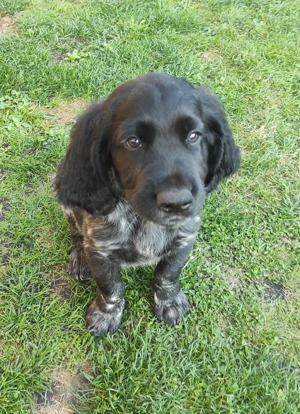 Großer Münsterländer, reinrassiger Welpe