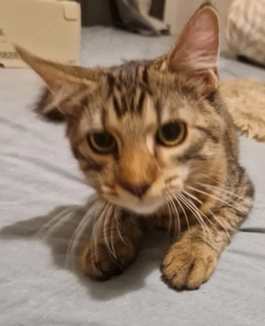 Zwei süße Glückskätzchen 