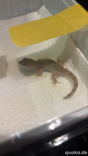 Krokodilgecko 0.1 2024 preis vhb