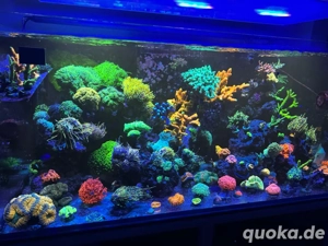 Meerwasser Sps Lps diverse Korallen Salzwasser 