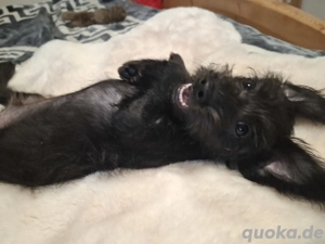 Hund welpe Welpe 