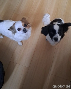 Wunderschöne Chihuahua Mix Welpen zu verkaufen 