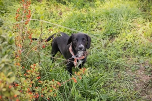Welpe *TIAH* Das aufgeweckte Welpenmädchen kuschelt gerne