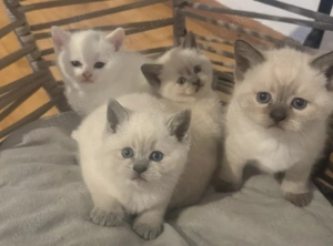 Babykatzen zehn Wochen alt, britisch Kurzhaar