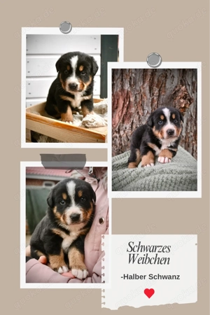 Welpen, Berner Sennenhund, Appenzeller Sennenhund, Australien Shepard