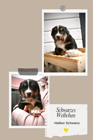 Welpen, Berner Sennenhund, Appenzeller Sennenhund, Australien Shepard