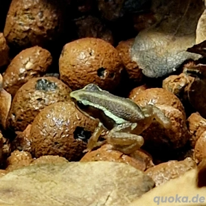 Epipedobates anthonyi