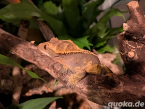 1.0. Kronengecko Harlequin Männchen 