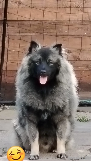 Wolfsspitz Wurf  Frühjahr 2026