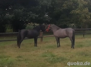 Kinder und Erwachsenen reiten 