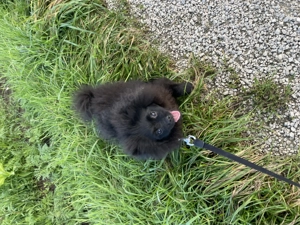 Pomeranien Zwergspitz  Bild 9
