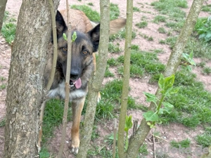 Lotte bildhübsche soziale Hündin