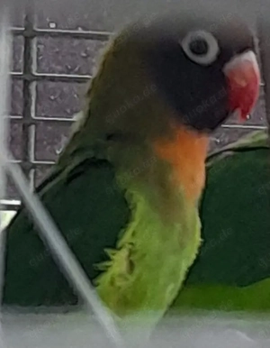 Suche Rußköpfchen Russköpfchen Hahn