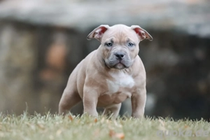 ..American Bully Welpe  mit ABKC Papieren Bild 2