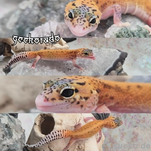 Leopardgecko Baby - Black Blood Eclipse