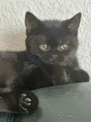 Süße Bkh Kitten.Reinrassig 