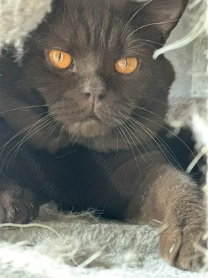 SÜßE Reinrassige Bkh Kitten. Nur 2 noch frei(Cinnamon Farbe) 