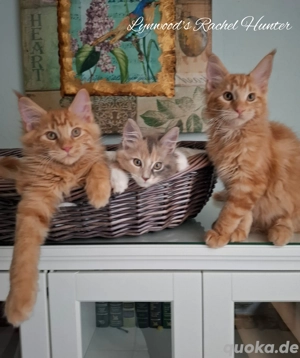 Unser kuscheliges Baby mit Stammbaum