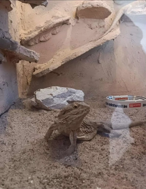 Bartagamen paar sucht neues Zuhause  Bild 2