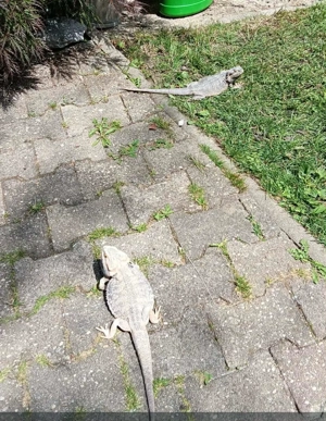 Bartagamen paar sucht neues Zuhause  Bild 3