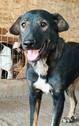 Rana ca. 45 cm   ist noch nicht am Ziel