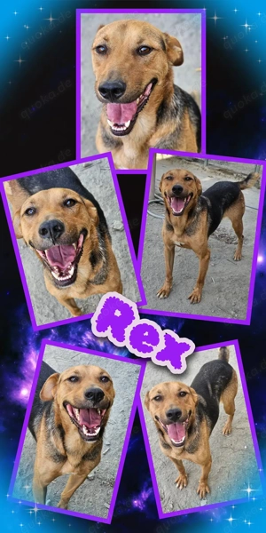 menschenbezogener, super lieber, fröhlicher Rüde "Rex" möchte so gerne ein Zuhause finden