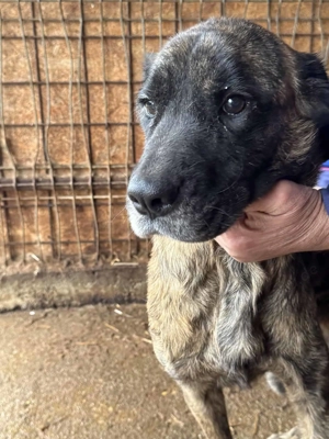 Marlia del Garda ca. 50 cm  die Liebenswerte