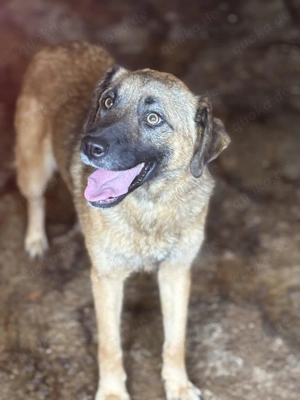 Dafne ca. 48 cm   die Freundliche