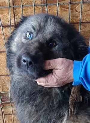 Tino ca. 58 cm   der Stattliche