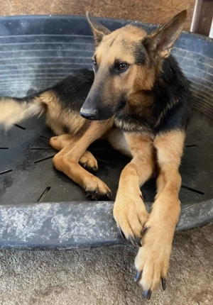 Emil R ca. 47 cm   hat Liebe verdient