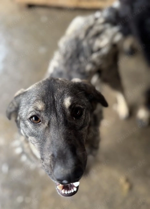 Sun S ca. 47 cm   die zuckersüße Begleiterin