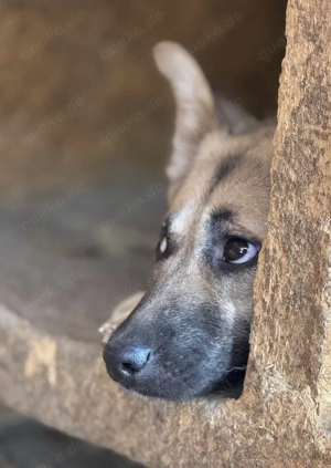 Bailey S ca. 40 cm Die Kleine mit den großen Öhrchen