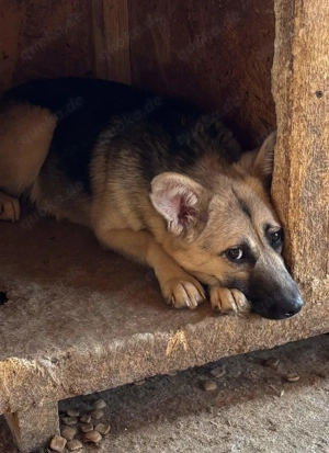Bailey S ca. 40 cm   die Zurückhaltende