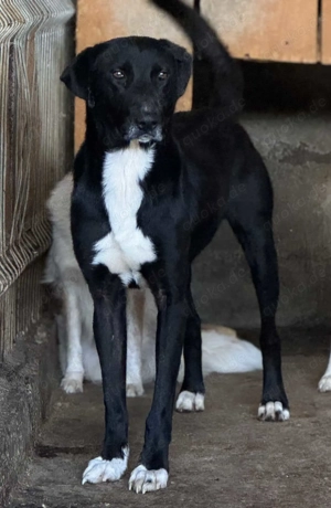 Maylo W ca. 58 cm   der Sportliche