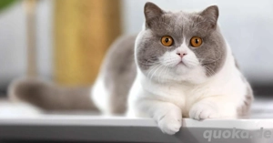 wir suchen eine katze