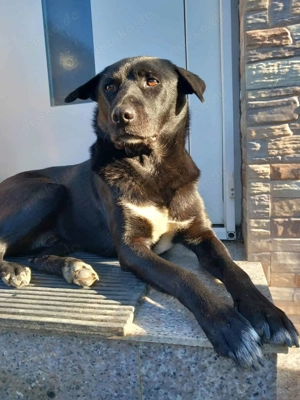 Negro ca. 43 cm   ist ein Teamplayer