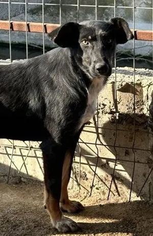 Keela ca. 45 cm   die Freundliche