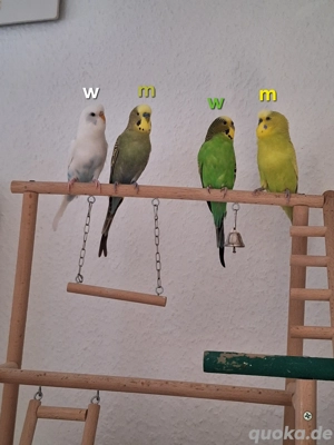 Wellensittiche inkl. Voilere und Zubehör
