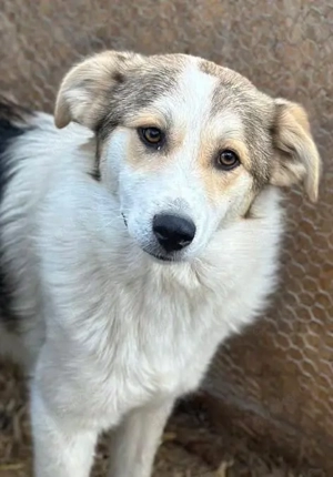 Chopin 47 cm   sucht seine Menschen